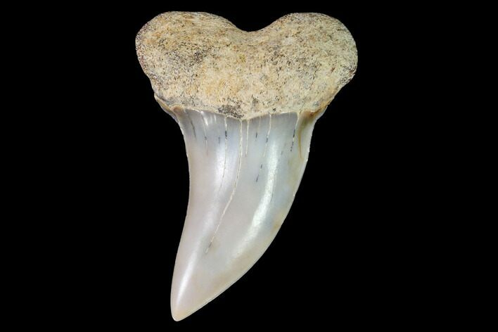 Mako Shark Tooth Fossil - Sharktooth Hill, CA #94722